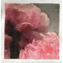 Peonies II